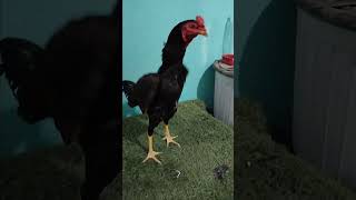pollo línea chepe en desarrollo.