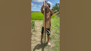 Cậu Bé Bắt Ba Con Rắn Dài 2 Mét Vô Cùng Hung Dữ #short