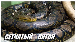 Сетчатый Питон - самая длинная змея на планете. Змея, способная проглотить взрослого человека