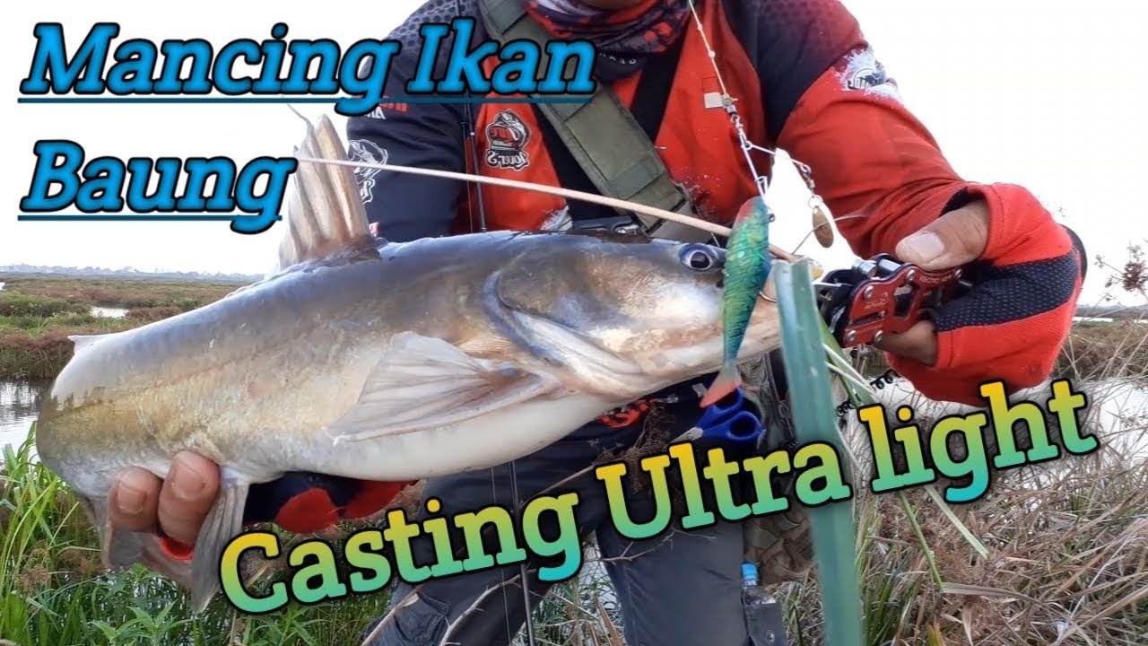 Mancing Ikan Baung dengan Teknik CASTING
