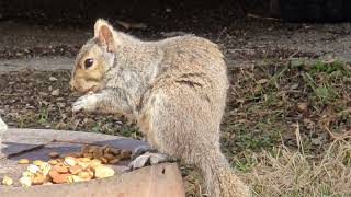 SquirreloVision! Hawk still around, barely any squirrels, blue jays show and save the day. 