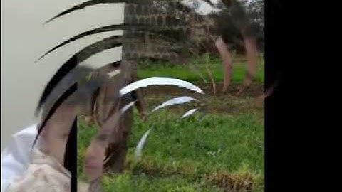 القارئ ايهاب سيد احمد مقاطع من صلاة العشاء8