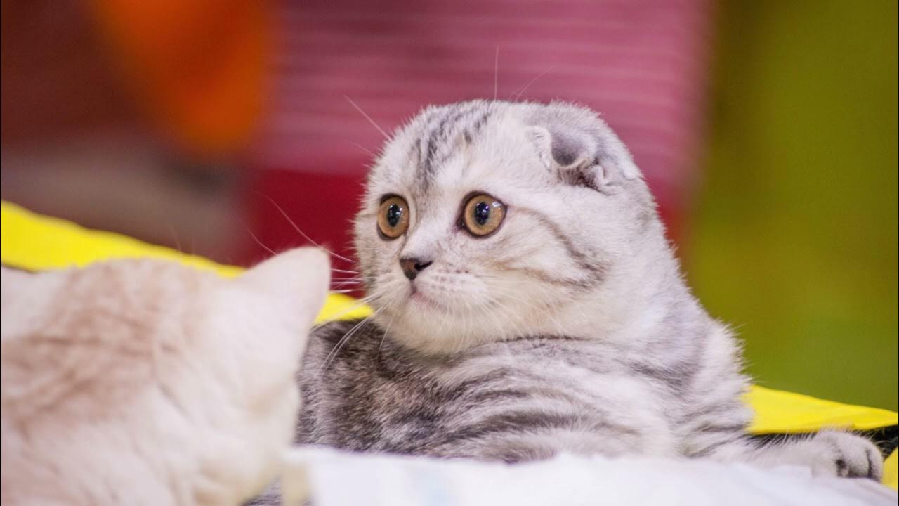 Шотландская вислоухая кошка породы кошек. Шотландская вислоухая кошка. Моя шотландская кошка. Шотландские вислоухие коты. Шотландская вислоухая кошка.