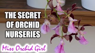 The illusion of the perfect nursery Orchids