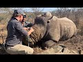 Rhino dehorning  in South Africa