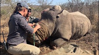 Rhino dehorning  in South Africa