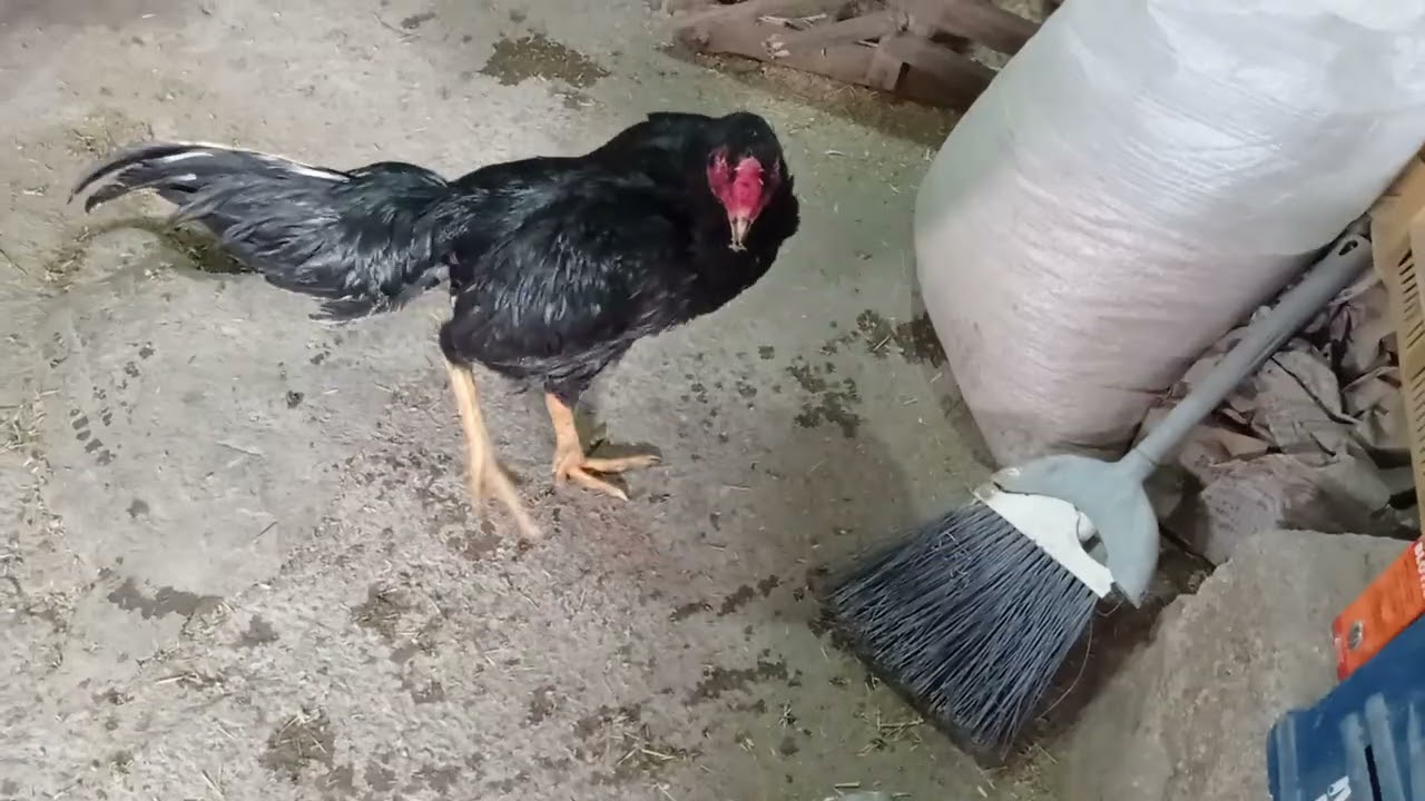 Heryer yine kar ve fırtına içimizi ısıtan tek şey yavruların harika görünümü 