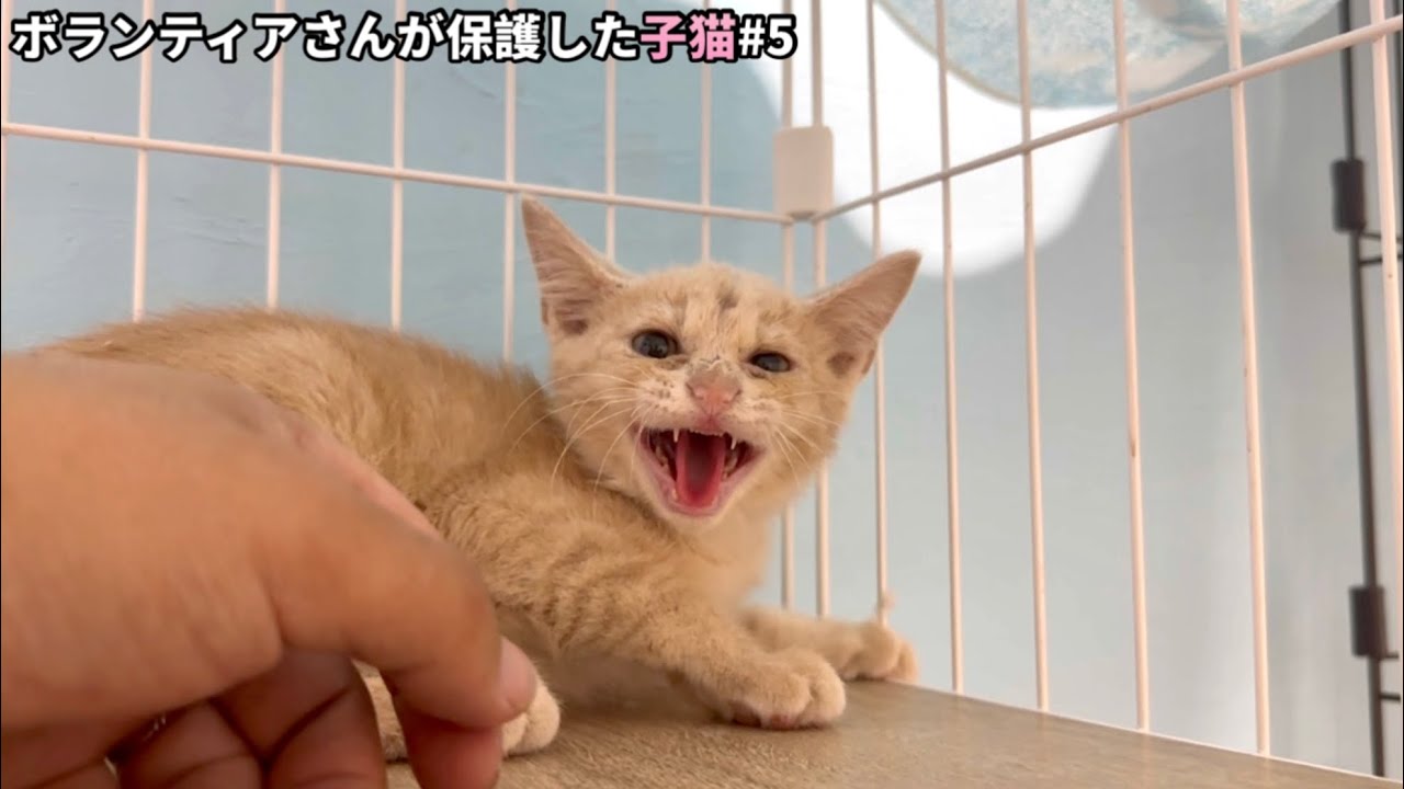 シャー&パンチの応酬も人馴れへの大きな一歩を踏み出した子猫兄妹