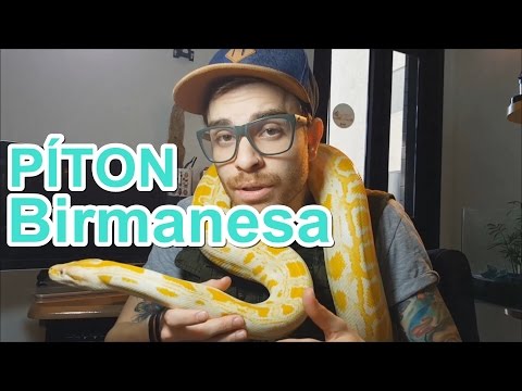 Papo de Biólogo: Píton birmanesa (Python molurus)