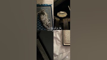 أكتب شئ توجر عليه سورة الصف القارئ احمد خضر