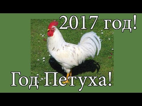 2017 год! Год Петуха! Какой будет год? 2017 год! Год Петуха! Какой будет год?
