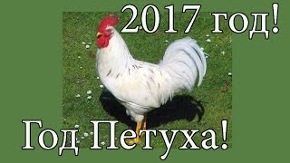 2017 год! Год Петуха! Какой будет год?