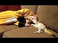 Fennec Fox & Her Favorite Human 💜💜💜