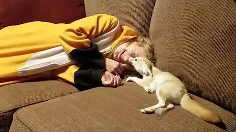Fennec Fox & Her Favorite Human