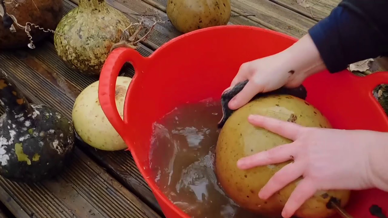 séchage des calebasses