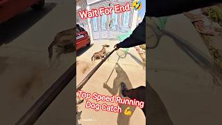 Top Speed Running Dog Catching #top #dog #dogwithpublicsafety #ytviral #pets #dogshorts #shorts