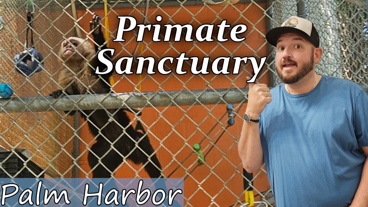 Monkey Business! Exploring the Suncoast Primate Sanctuary with Us!