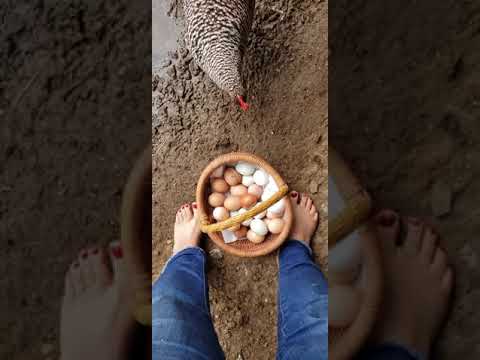 Barefoot Gathering Chicken Eggs