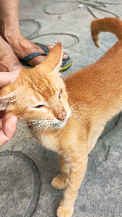 One way to get close to cats and make them love you is to touch their head, chin, and neck #cat