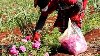 زراعة الورد الجوري في إدلب ما تزال مستمرة رغم الصعوبات