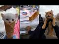 You won’t believe what these cats do 😹🙀!!!