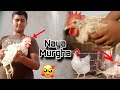 Ek or Murgha bhi le Aya. 😍 ||Unique Birds Vlog||.