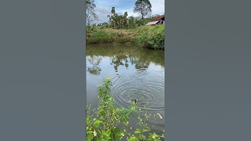 #shorts fishing câu cá giải trí câu lure cá lóc vlog #3 #fishing #cauca #vlog