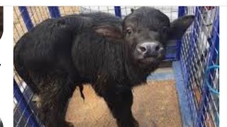 Kim Milyonerde Hangisine Malak Denir? Manda Yavrusuomurgalı Memeli Sıcakkanlı