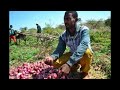 Onion farm in Ethiopia using Awash River