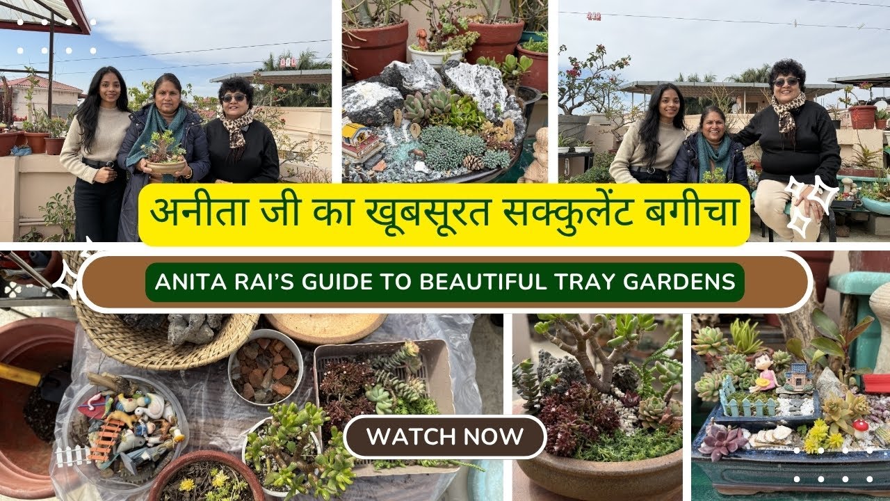 अनीता जी का खूबसूरत सक्कुलेंट बगीचा : Anita Rai’s Guide to Beautiful Tray Gardens