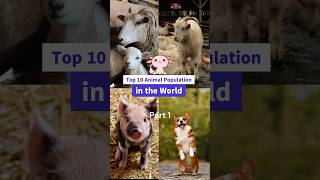 Top 10 Animal Populations  Part 1 #viral #animals