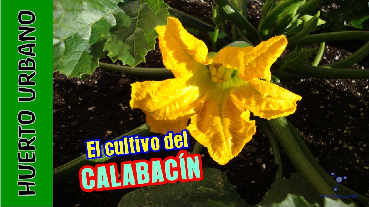 #HuertoUrbano. Cultivo del CALABACIN y polinización manual
