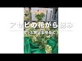 アセビの花がら摘み[株が弱るのを防ぐ方法]