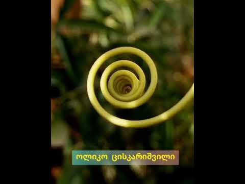 მე შემიძლია დავინახო - ოლიკო ცისკარიშვილი