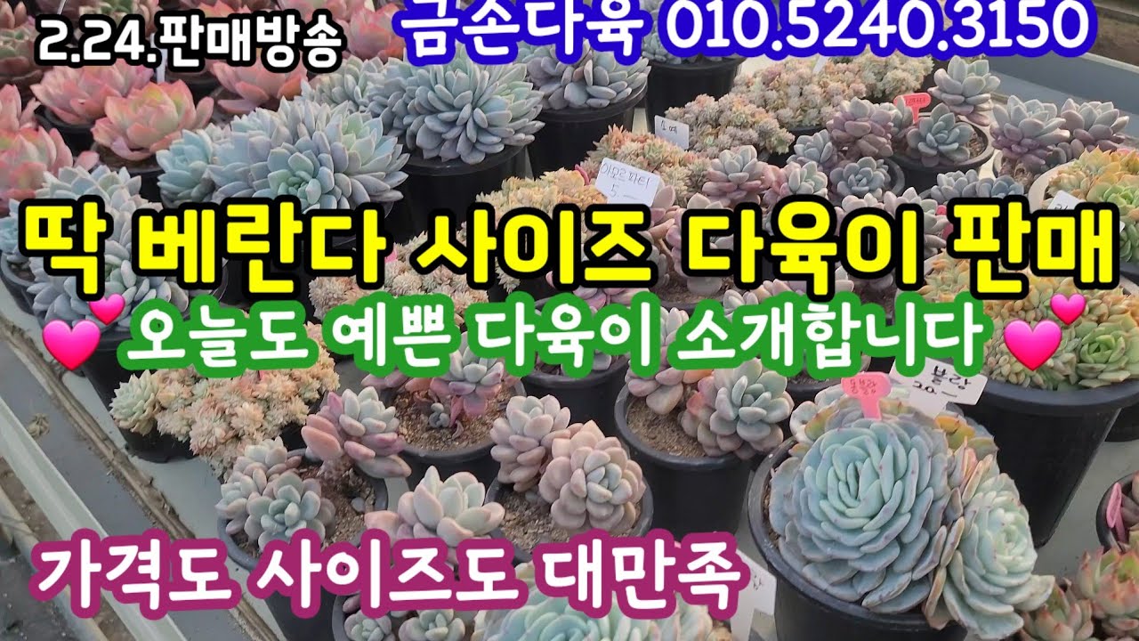 가성비 최고 다육이들 소개합니다 💕 베란다맘 사이즈 완전 강추 💕금손다육 010.5240.3150 