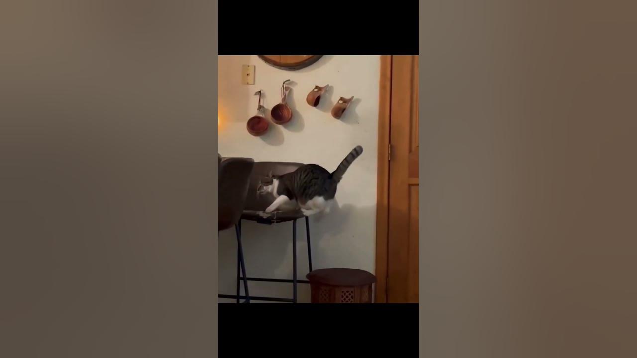 this-is-how-the-blind-cat-come-down-from-a-height-haha-fyp-kitty