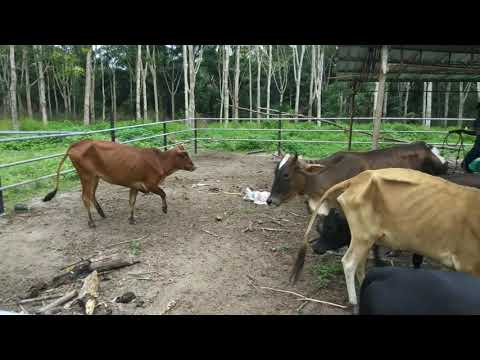 Video: Cara Menaikkan Lembu