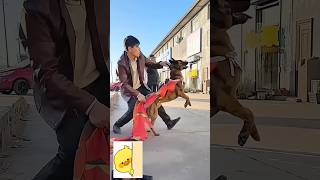 Baby Dog #shorts #cute puppy barking #1mviral #viral