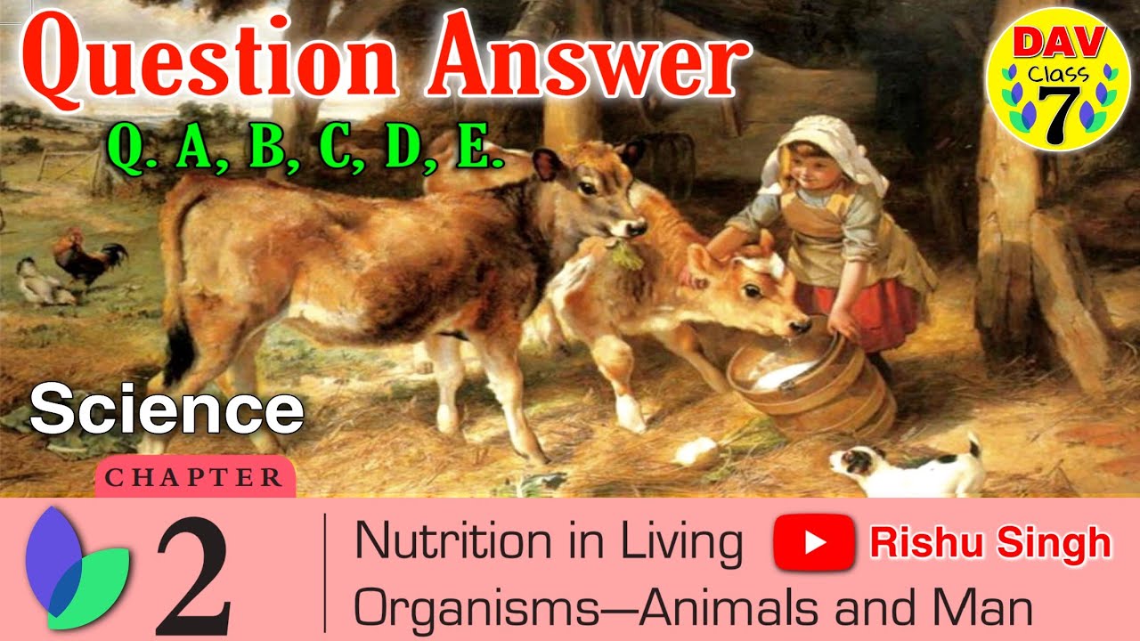 Nutrition In Living Organisms Animals And Man Dav Class 7 Science Chapter 2 All Question Answers Youtube