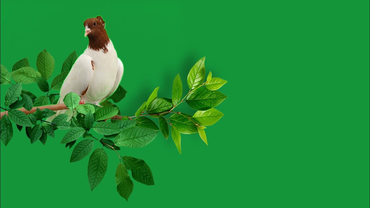 white pigeon green screen | green screen pigeon effect | bird green screen video