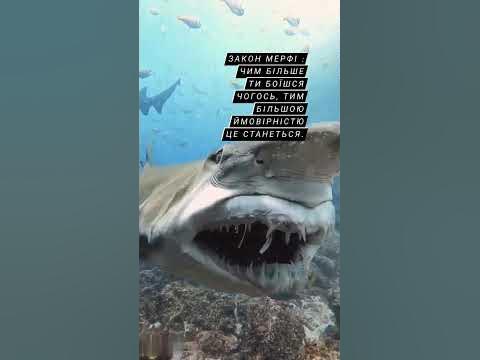 Закон Мерфі - YouTube