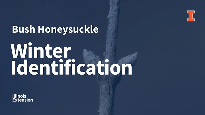 Winter Identification of the Invasive Bush Honeysuckle