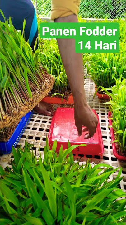 Panen Fodder umur 14 Hari - untung/rugi?