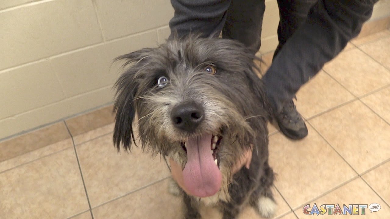 pets of the week YouTube