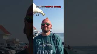 Ranking Best 4 Animals Fails Ranking #explore #animals #funny #fails #compilation #shorts #viral