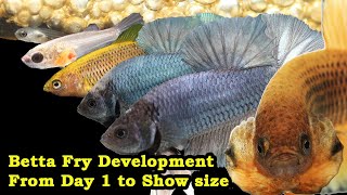 Betta Fry Development: From Day 1 to Show size!