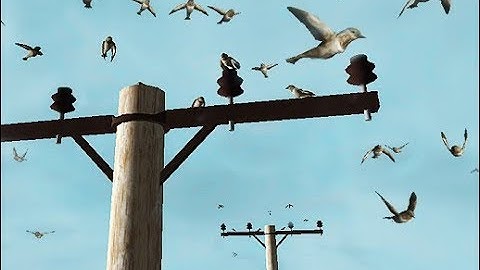 Bird Flock - Unity Character Download