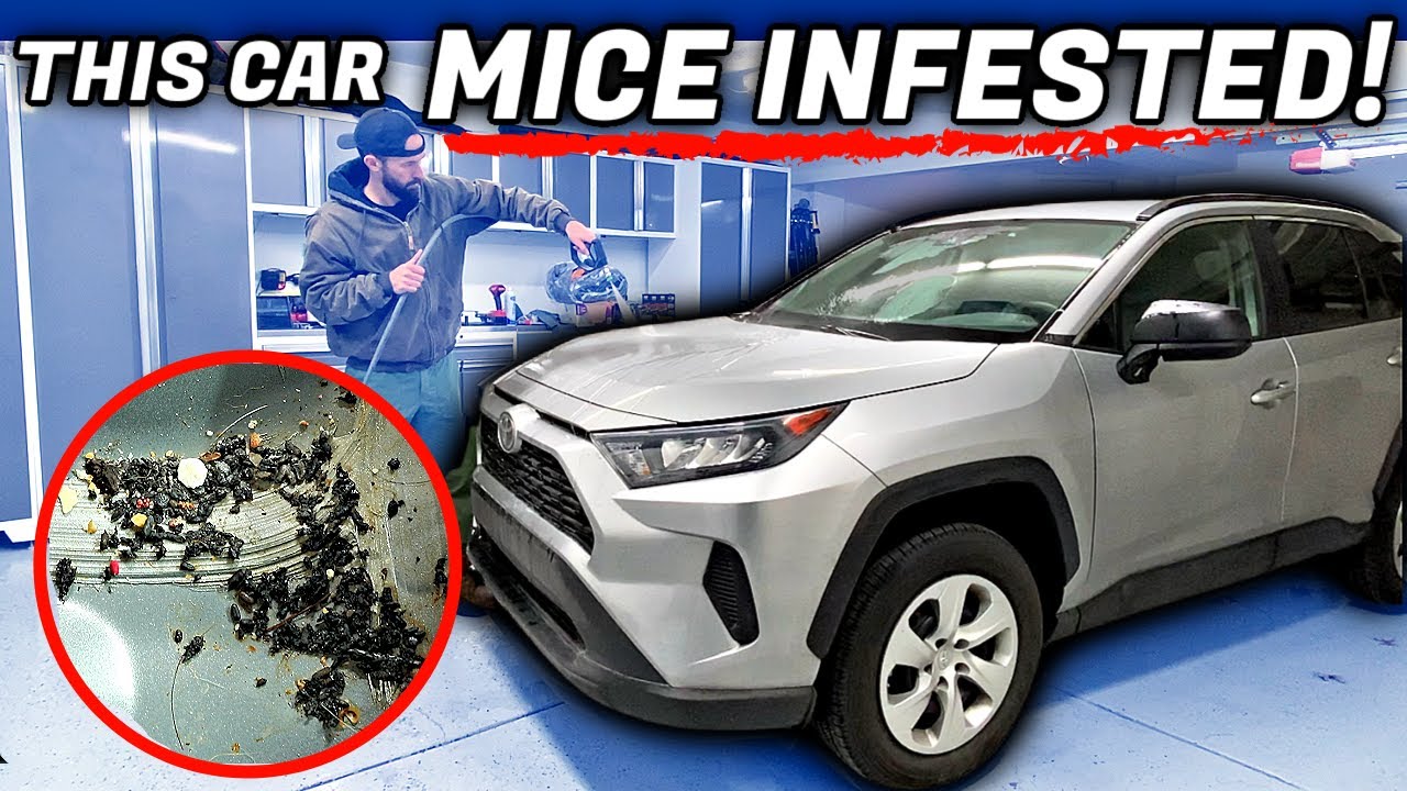 Mice Infested Toyota Rav4 Gets An Interior And Exterior Deep Clean Car Detailing Restoration