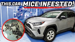 Mice Infested Toyota Rav4 Gets An Interior And Exterior Deep Clean | Car Detailing Restoration by Stauffer Garage 17,699 views 4 months ago 20 minutes