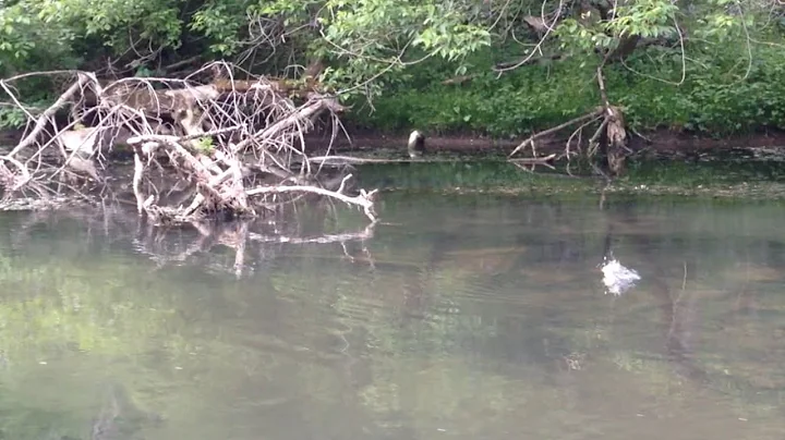 Trout Eating Sulphur Mayflies